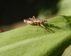 Landräuber (Nabis rugosus)