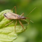 Landräuber (Nabis rugosus) auf Stachelbeere