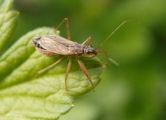 Landräuber (Nabis rugosus) auf Stachelbeere