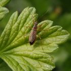 Landräuber (Nabis rugosus) auf Stachelbeere