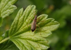 Landräuber (Nabis rugosus) auf Stachelbeere