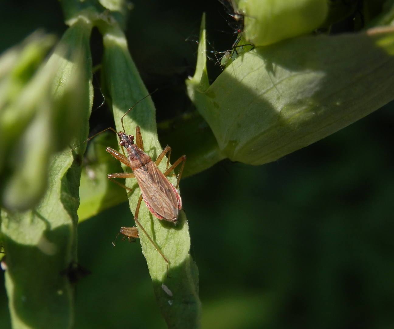 Landräuber (Nabis rugosus) - ein kleiner Helfer im Garten