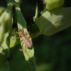 Landräuber (Nabis rugosus) - ein kleiner Helfer im Garten