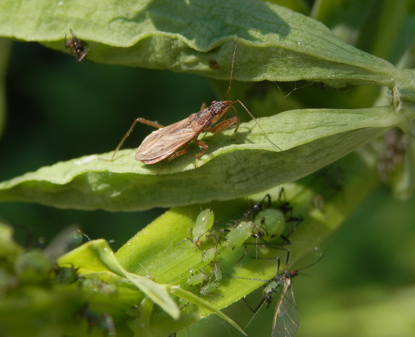 Landräuber (Nabis rugosus) - ein kleiner Helfer im Garten