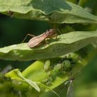 Landräuber (Nabis rugosus) - ein kleiner Helfer im Garten