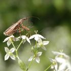 Landräuber (Nabis rugosus) - eine Sichelwanze mit Beute