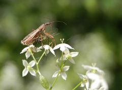 Landräuber (Nabis rugosus) - eine Sichelwanze mit Beute