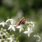 Landräuber (Nabis rugosus) - eine Sichelwanze mit Beute