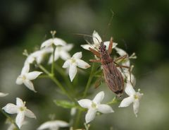 Landräuber (Nabis rugosus) - eine Sichelwanze mit Beute