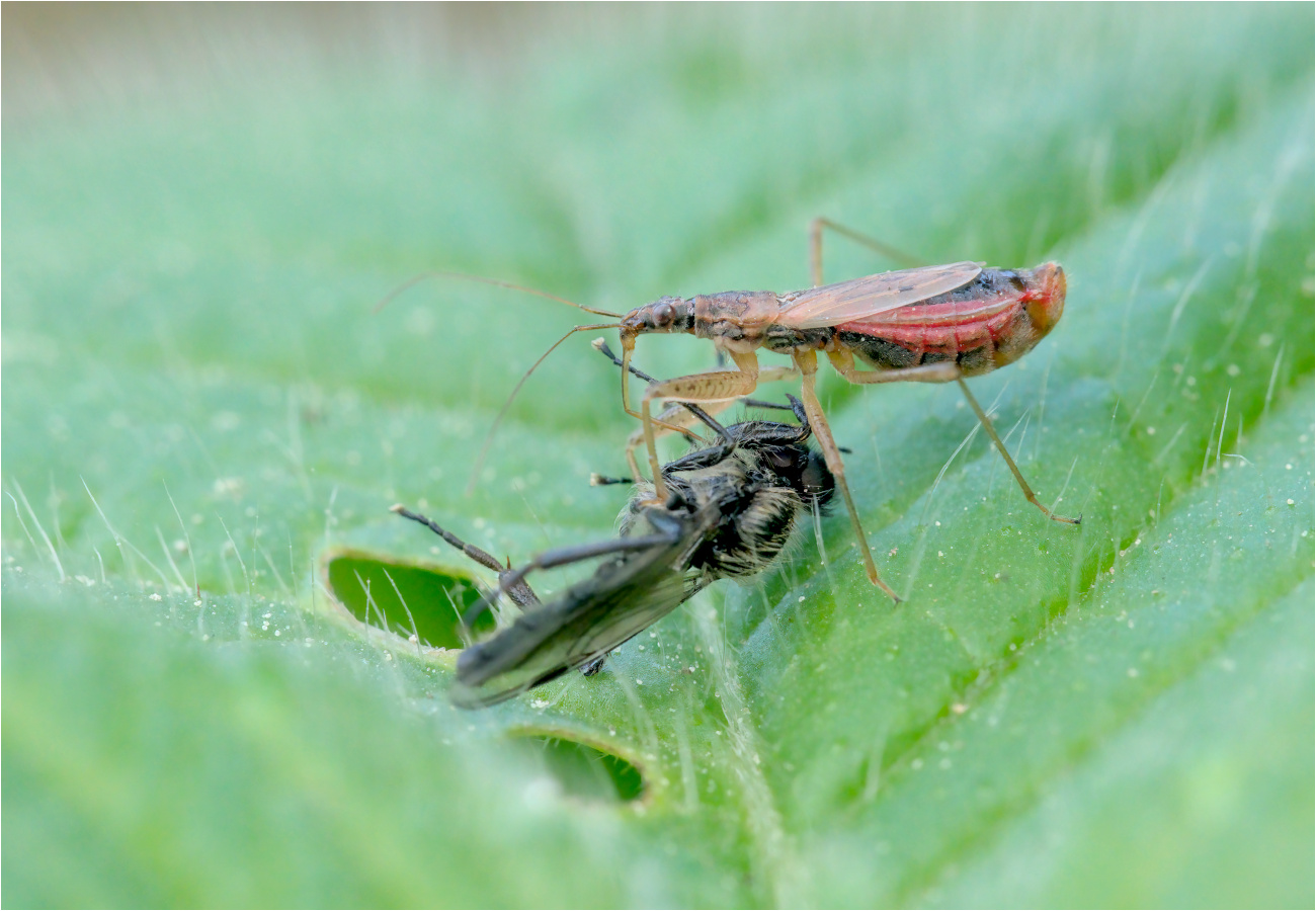 Landräuber (Nubis rugosus)