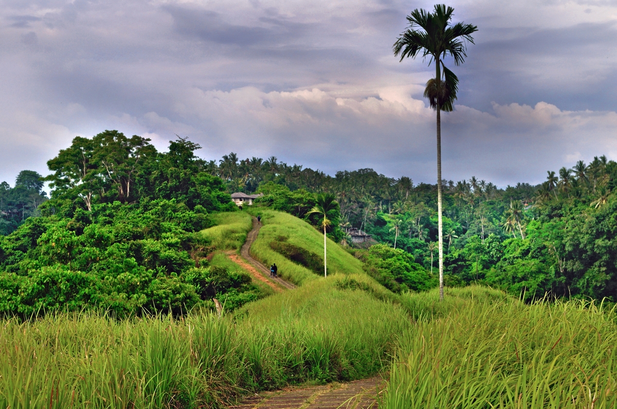 Landscape around Ubud