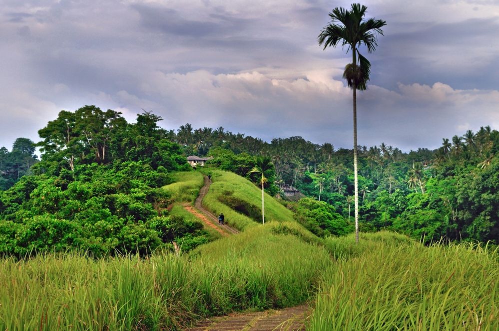 Landscape around Ubud