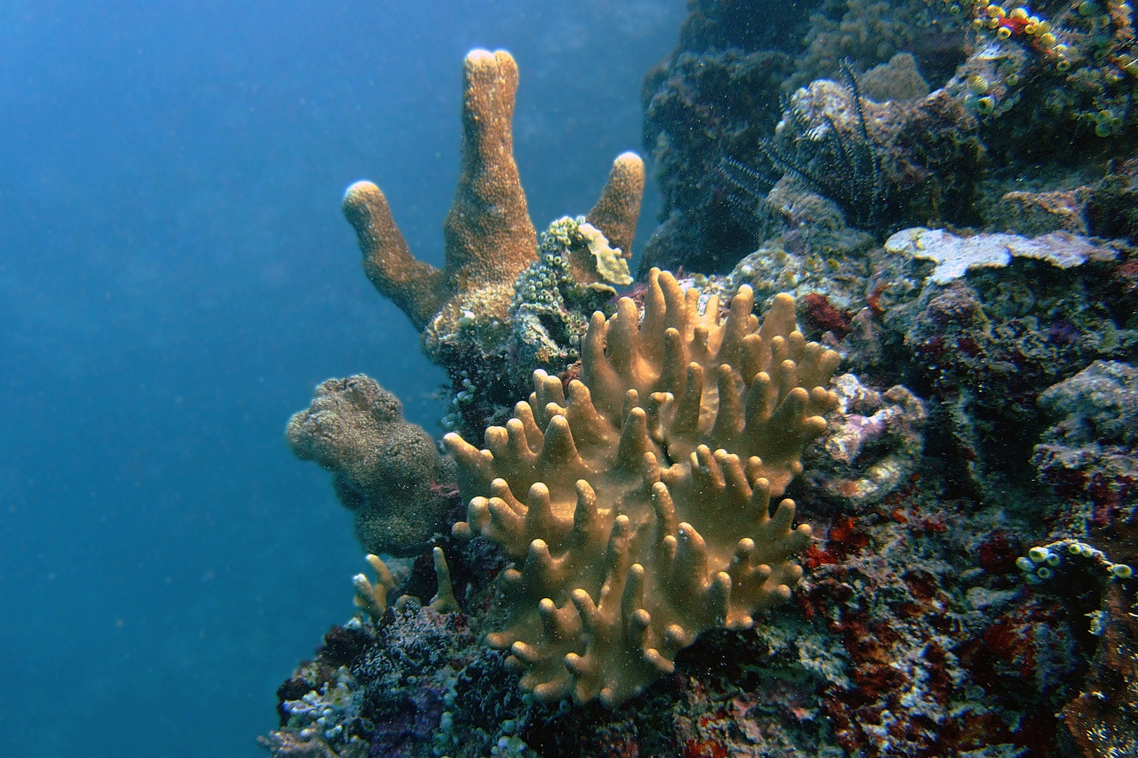 Landscape full of hard corals