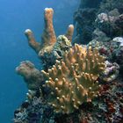 Landscape full of hard corals