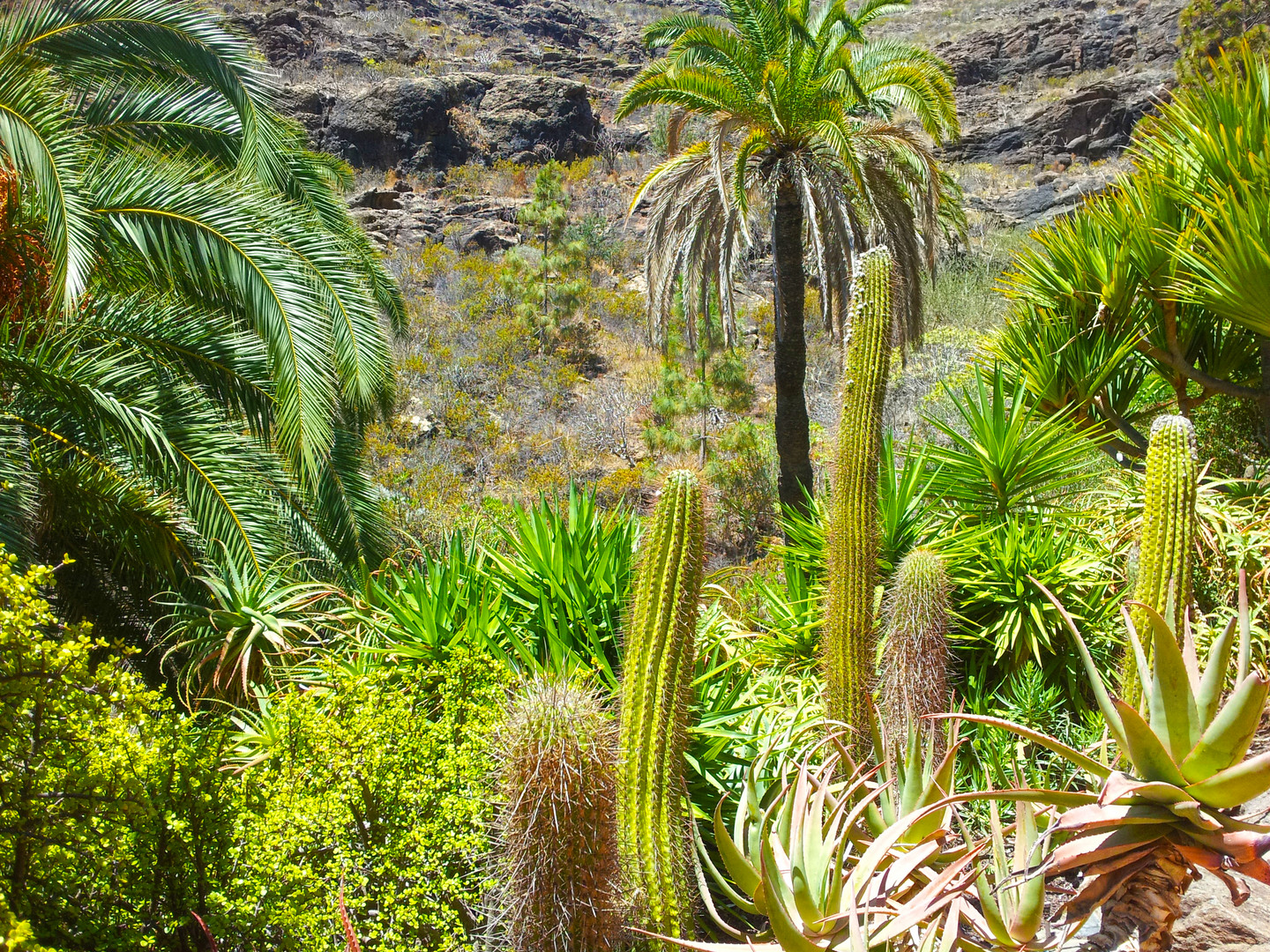 Landscape Grand Canaria