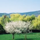 Landscape in Alsace