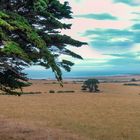 Landscape in northern Tasmania