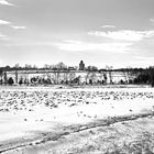 Landscape In Snow