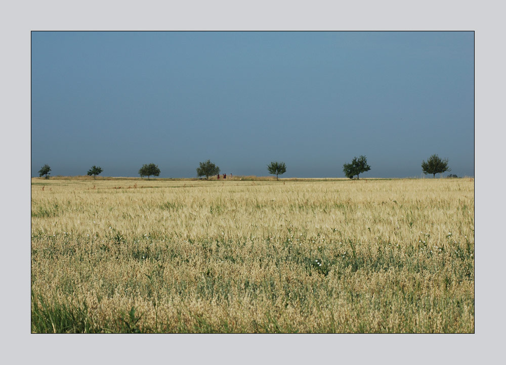 Landscape in the Morning