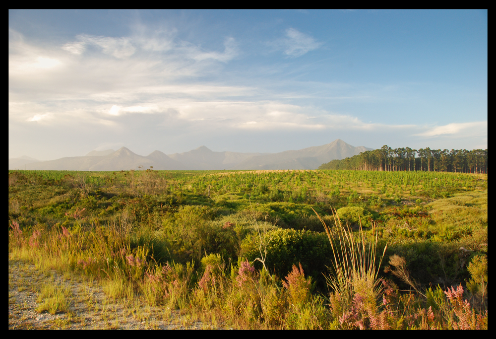 landscape in tsitsikamma