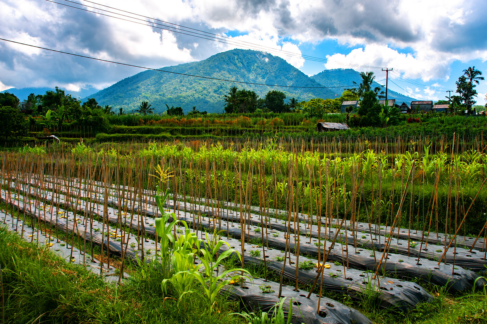 Landscape nearby Gunung Batukaru