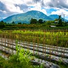 Landscape nearby Gunung Batukaru