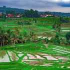 Landscape over Jatiluwih rice terrace