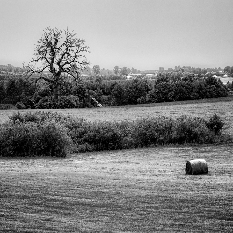 Landscape With a Dry Tree