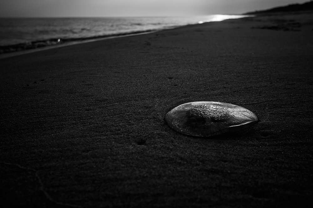 Landscape with a Jelly