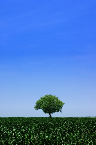 Landscape With A Tree (2)