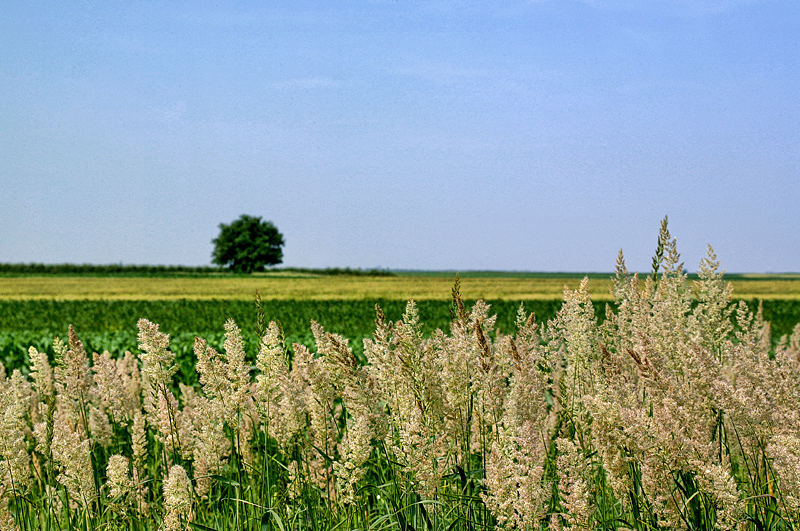 Landscape With A Tree (4)