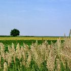 Landscape With A Tree (4)