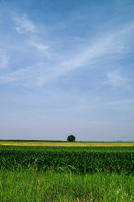 Landscape With A Tree (5)