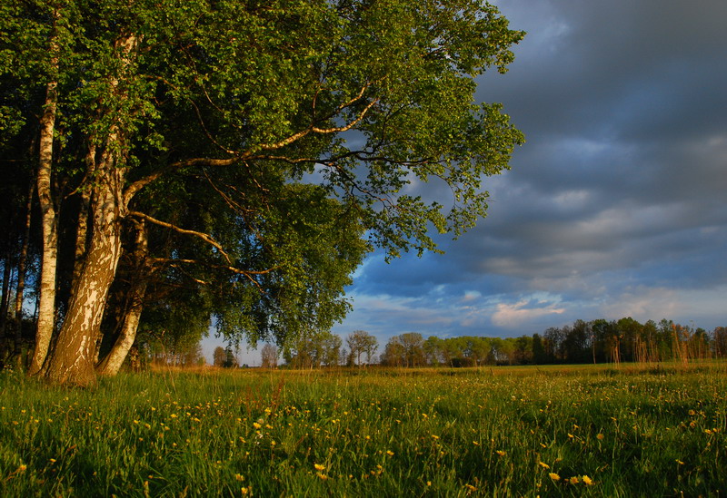 Landscape with birches