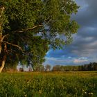 Landscape with birches