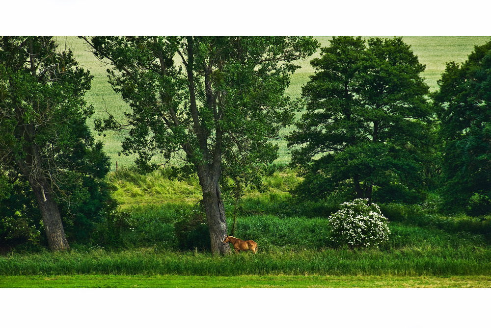 landscape with horse