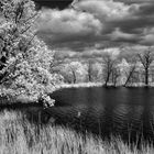 Landscape With Oak