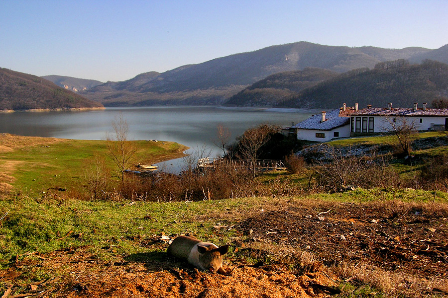 Landscape with pig