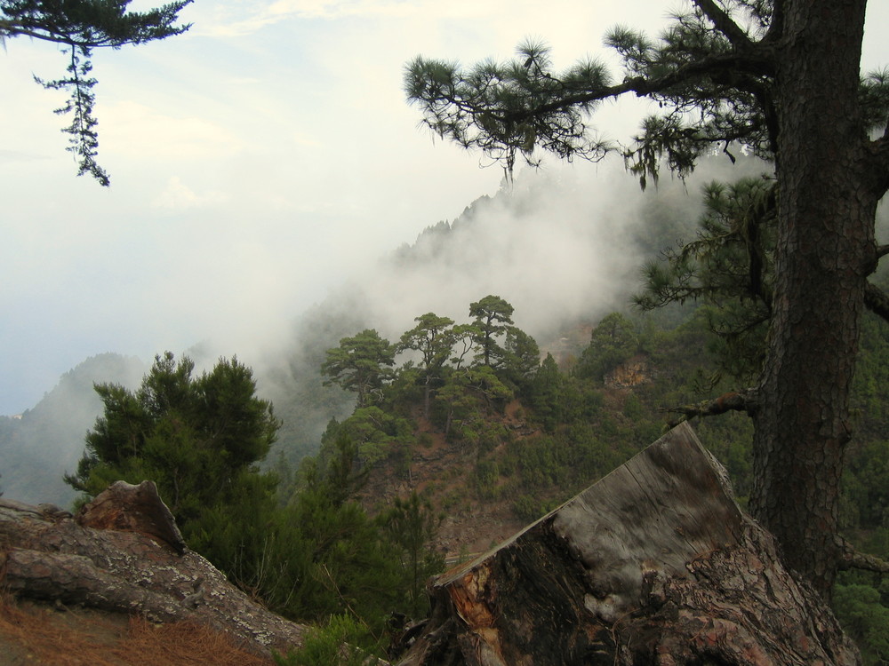 Landscape with Pines in a Sea of Fog .:. Landschaft mit  Kiefern im Nebelmeer