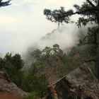 Landscape with Pines in a Sea of Fog .:. Landschaft mit  Kiefern im Nebelmeer