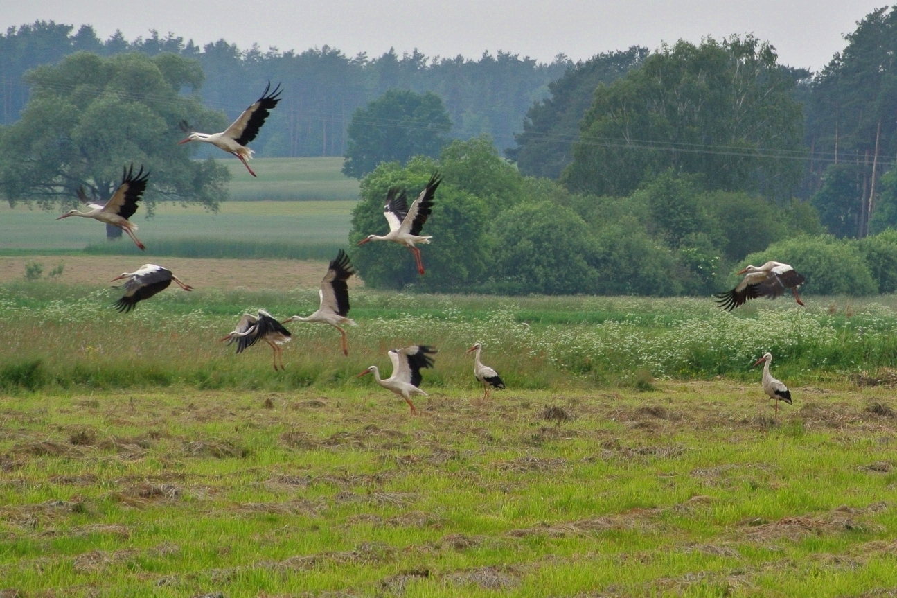 Landscape with storks