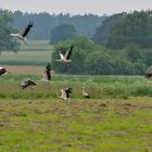 Landscape with storks