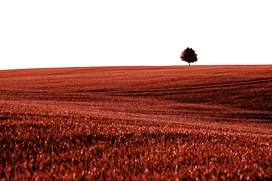 Landscape with tree