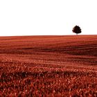 Landscape with tree