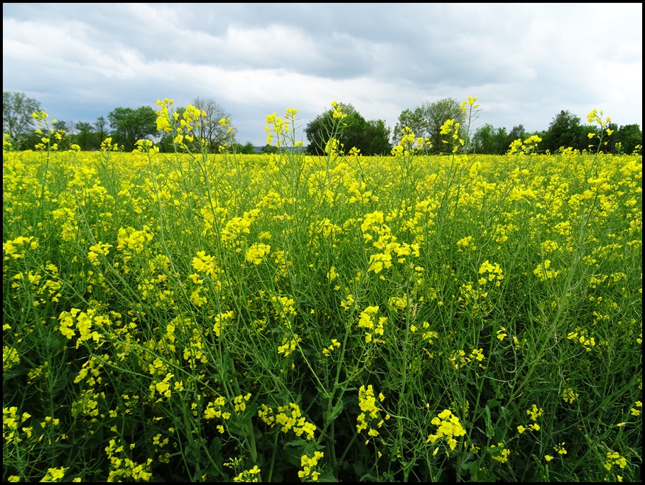 Landschaft