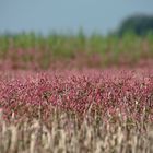 Landschaft