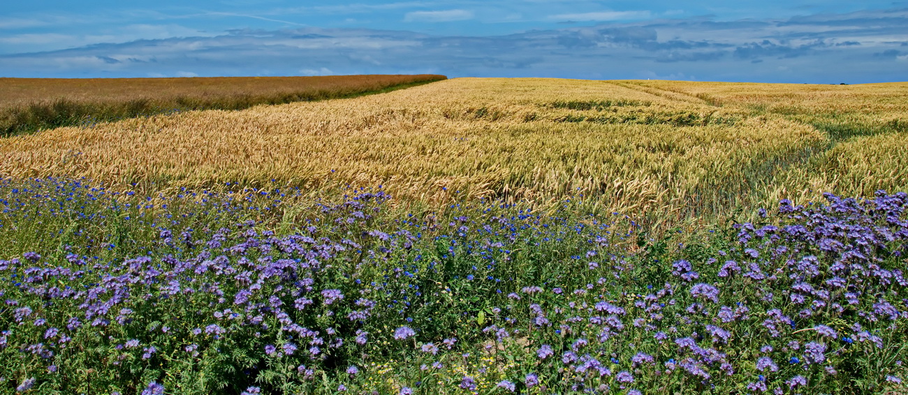 Landschaft