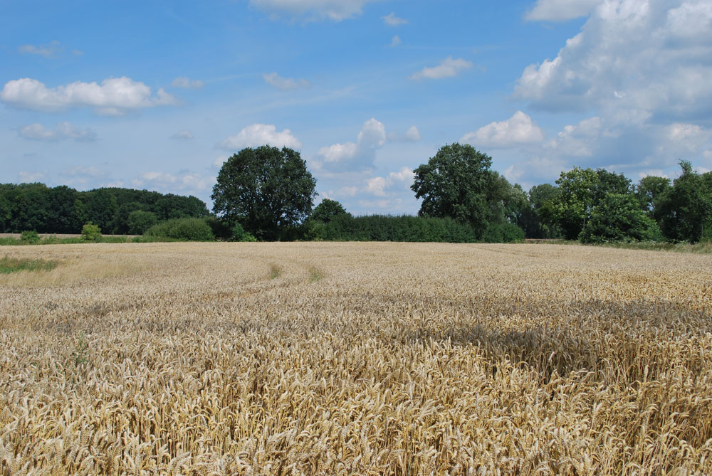 Landschaft von Andreas Haak