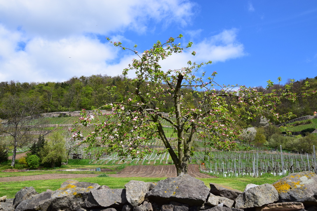 landschaft