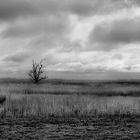 Landschaft am Barther Bodden